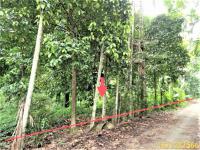 ที่ดินว่างเปล่าหลุดจำนอง ธ.ธนาคารกสิกรไทย นครศรีธรรมราช ฉวาง จันดี