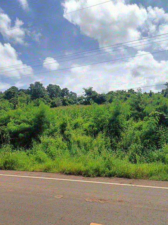 ที่ดินหลุดจำนอง ธ.ธนาคารกรุงเทพ เพชรบูรณ์ บึงสามพัน กันจุ